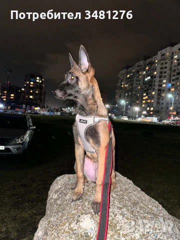 Белгийска Овчарка-Малиноа , снимка 2 - Белгийска овчарка - 53631744