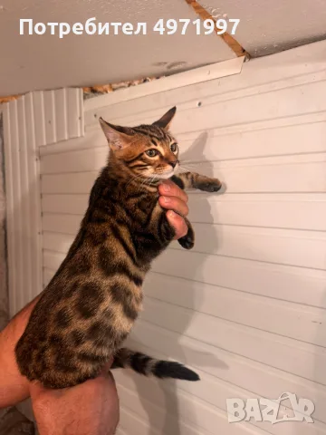 Бенгалска котка
