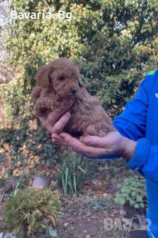 Той Пудел Доставка 