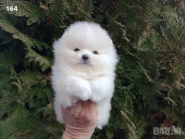 Мъжки мини Померан. Реални снимки от 12.01.26 г.