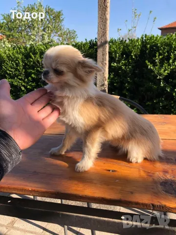 Продавам мини чихуахуа , снимка 3 - Чихуахуа - 50056679