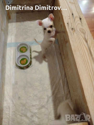 Женски мини чихуахуа, снимка 5 - Чихуахуа - 53622941