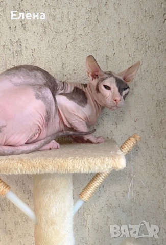 Дон Сфинкс кастрирана женска котка, снимка 1