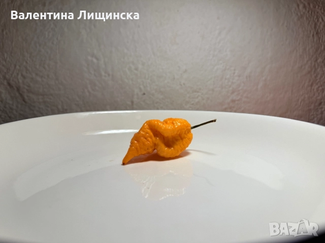  резервиране на разсад от люти чушки