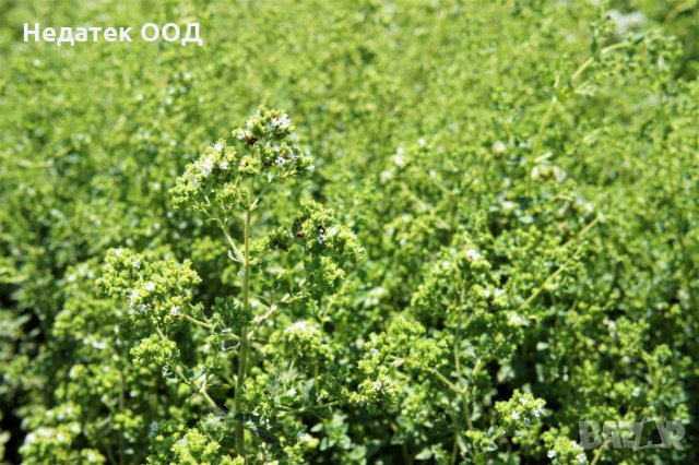 Био етерично масло Essences Bulgaria, Риган, 100% натурално, 10 мл, снимка 2 - Други - 35822233