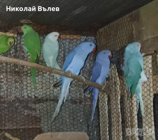 Малки александри , снимка 3 - Папагали - 56140007