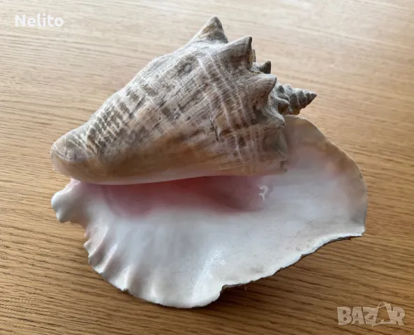 Раковина голям Каракол