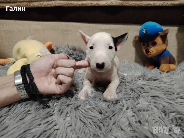 Миниатюрен Бултериер!Мини Бултериер , снимка 5 - Бултериер - 43985072