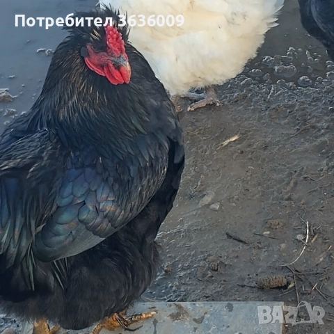 Продавам петли , снимка 2 - Кокошки и пуйки - 52511823