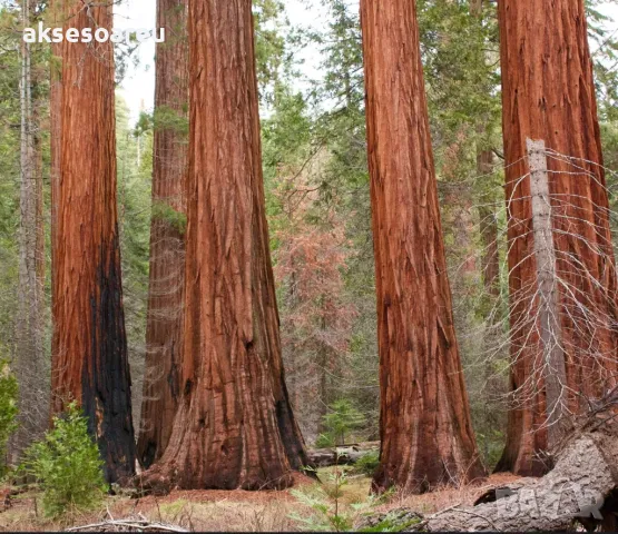 Нови качествени 15 семена от гигантска секвоя мамутово дърво sequoiadendron giganteum за декорация