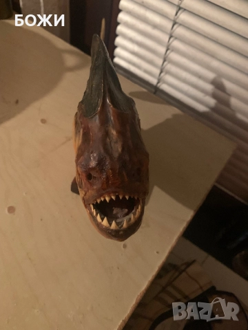 Рядка пираня от Бразилия – перфектна за декор/колекция, снимка 3 - Други ценни предмети - 52426311