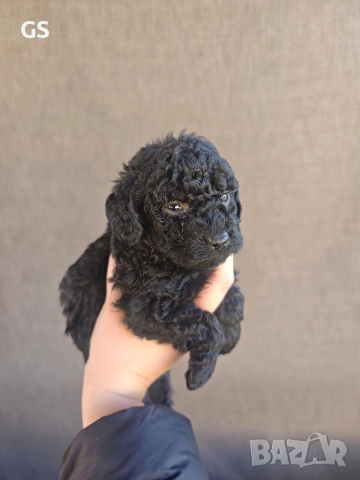 Пудел Той, снимка 2 - Пудели - 53787613