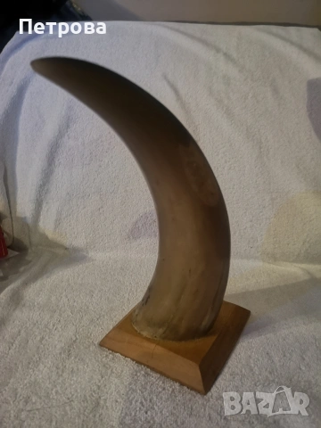 Колекционерски рог от говедо. , снимка 3 - Колекции - 53748819