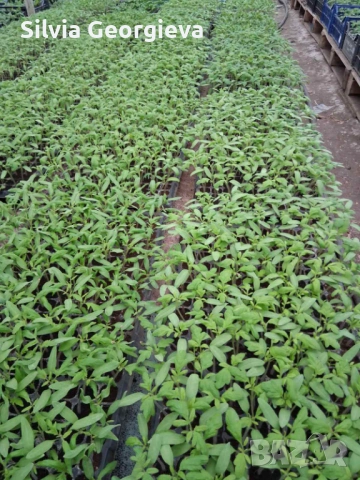Разсад домати за пикиране, снимка 5 - Разсади - 53516960