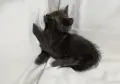 Подарявам 2 котенца - момченца/ Kleine Katzen zu verschenken, снимка 4