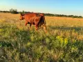 Продавам бременни месодайни кравикръстоски;търся съдружник, снимка 8