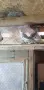 Продавам чифт белолики корели, снимка 2
