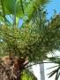 Зимна /студоустойчива/ палма Трахикарпус-семена и разсад, снимка 3