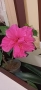 Китайска роза/хибискус/видове/стайно растение , снимка 12
