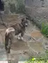 Подарък пидбул женски, снимка 1