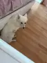 🐶 Продавам немски шпиц – 8 месеца ❤️ Продавам женско кученце от породата немски шпиц, на 8 месеца, , снимка 3
