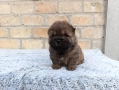 Чау Чау , снимка 4