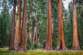 Нови Екзотични 15 семена от гигантска секвоя мамутово дърво sequoiadendron giganteum за декорация, снимка 1