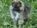 Померан Померанче на 2 месеца женско, снимка 1