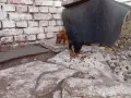 продавам пинчери, снимка 4