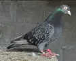 Поморийски Ролер и Мардини, снимка 10