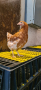 кокошки носачки Ломан Браун и Ярки