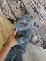 Британска късокосместа котка, снимка 3
