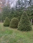 Смърч топиран, снимка 2