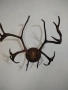 Продавам,красиви рога,готови за декорация, снимка 1