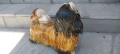 Италианска Фигура Ши Тцу, снимка 4