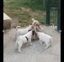 Джак Ръсел териер, снимка 6