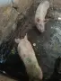 продавам 2 прасета 1 женско 1 мъжко, снимка 3