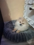 Мини померан, снимка 2