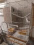клетка за средни папагали за развъждане, снимка 3