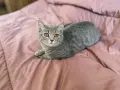 Британски  котета , снимка 1