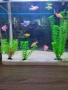 Аквариум , снимка 3