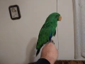 Папагал Еклектус мъжки /бебе , снимка 17