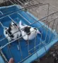 Гълъби   гълъби , снимка 8