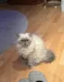 Мъжки котарак за Разплод, снимка 2