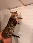 Бенгалска котка, снимка 1