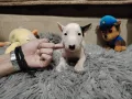Миниатюрен Бултериер!Мини Бултериер , снимка 5
