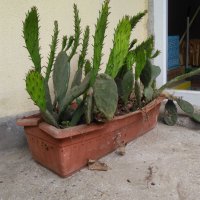 Саксии с незамръзващ кактус  , снимка 3 - Стайни растения - 41240742