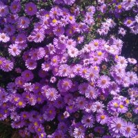 Цветя Астра алпийска – за ранно пролетно засаждане в градината, снимка 12 - Разсади - 41046622