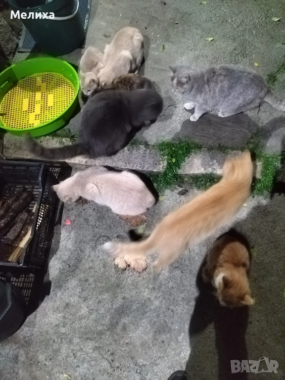 котенца, снимка 1