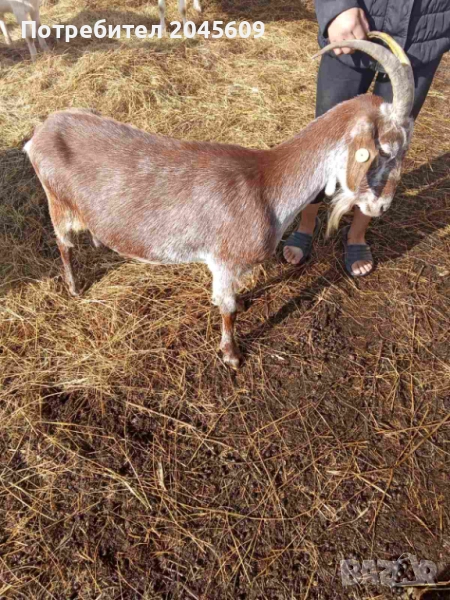 Кози за клане, снимка 1